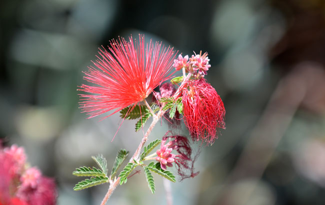 Baja Fairy Duster has showy red tufted flowers in clusters; the flowers are a semi-circular powder-puff display of very showy stamens that attract pollinators; cultivated plants may bloom year-round; the fruit is a light green typical pea-like pod. Calliandra californica